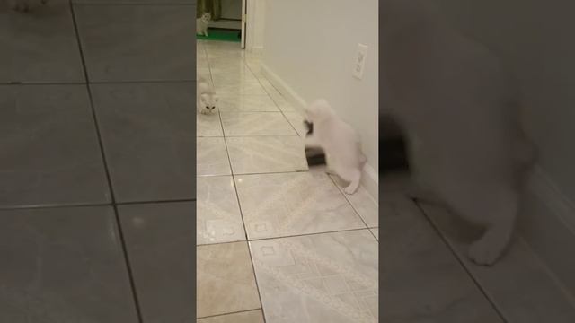 British Shorthair chinchilla kittens смотреть онлайн