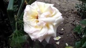 Роза Глория Дей. Peace (Gioia, Gloria Dei, Mme Antoine Meilland, Beke, Fredsrosen