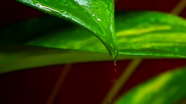 Nikon L120 Test video смотреть онлайн