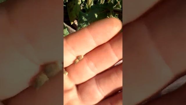 Огуречная трава смотреть онлайн