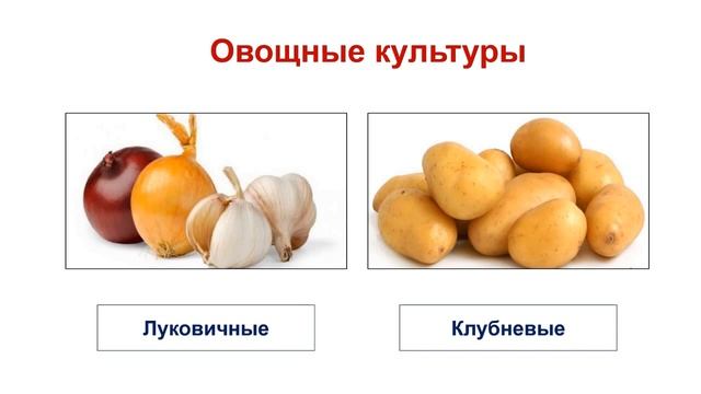 Тема 40. Культурные растения