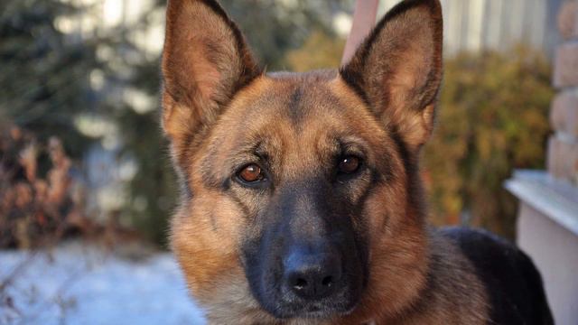 12 Things German Shepherds Hate - Try To Avoid The Ones That You Can!🐾