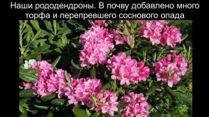 Рододендрон Ледебура цветение правильная посадка