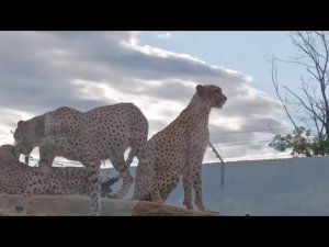 ANIMAL ❄️ ,WORLD, МИР, ЖИВОТНЫХ  ГЕПАРД