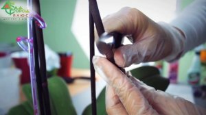 Применение цитокининовой пасты на орхидеях