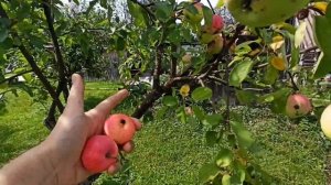 Яблоня Мелба.Сорт родом из Канады.