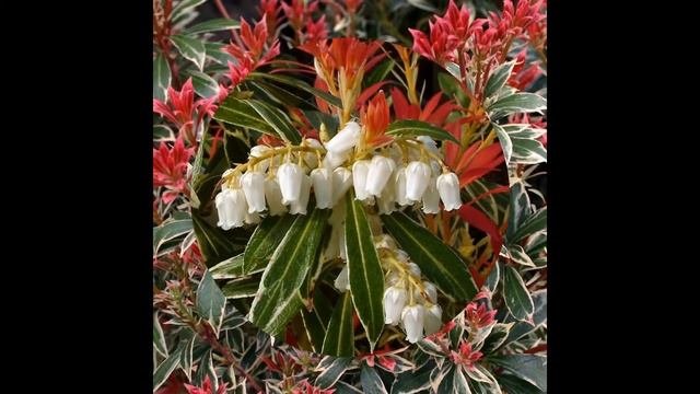 ПИЕРИС (PIERIS) сем. Вересковые смотреть онлайн