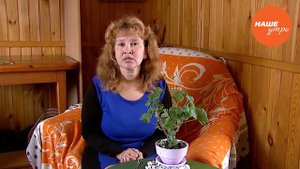 Все о герани