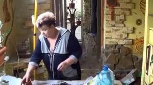 Уход За Алоэ. АЛОЭ( СОБУР, СТОЛЕТНИК, ДОМАШНИЙ ДОКТОР, алое)).