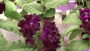 DS-Омут. Стрептокарпус