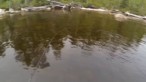 Пяозеро. Кумжа. Хариус. Трофей.