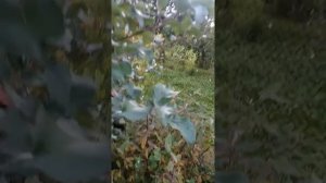 Яблоня Дыямент.