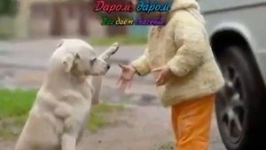 Даром Бог даёт прощение