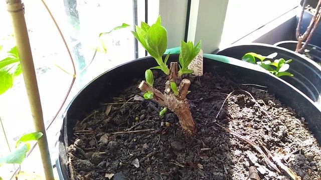 02апреля2019 Саженец Метельчатой гортензии Magical Moonlight РАСПУСТИЛСЯ. смотреть онлайн