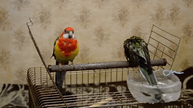 Розеллы купаются | Попугаи | Rosella parrot смотреть онлайн