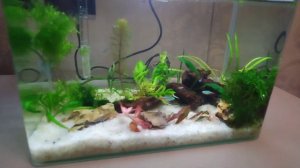 Нано-аквариум для Анны