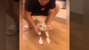 !!!ЕСЛИ КОТУ НАКЛЕИТЬ НА ЛАПЫ СКОТЧ!!!!!