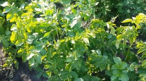 Картофель после обработки от сорняков