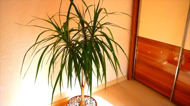 Пересадка Драцены. Ответы на Ваши вопросы смотреть онлайн