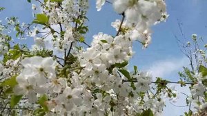 ВИШНЯ. Как получить небывалый урожай ВИШНИ.