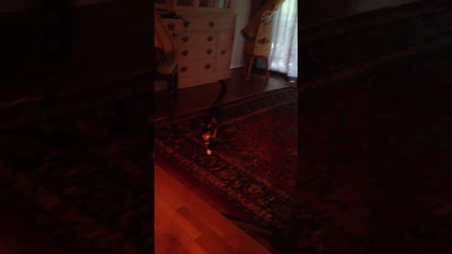 Bubbles the Cat.  Playing Fetch.