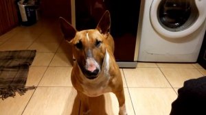 бультерьер говорит МАМА =)