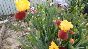 Ирисы цветут!