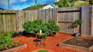 Мускусная дыня - легко, просто- и очень вкусно!/Саntaloupe  -easy, simple and very tasty!