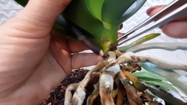 Пересадка орхидеи Lady Marmalade, спустя 4 месяца. Первый полив деток. смотреть онлайн