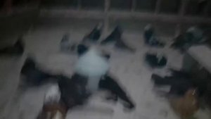 Голуби  профилактика и лечение