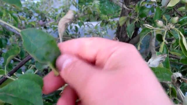 Мучнистая роса на яблоне. Результат после обработки. смотреть онлайн