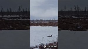 Охота на гуся в Якутии.