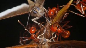 Гусеницы предают муравьев, после того как превращаются в бабочку! Коварные бабочки шашечницы!