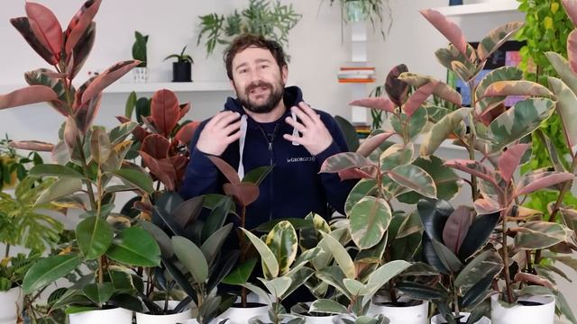 Ficus elastica: Robusta, Tineke, Abidjan, Belize. Cura, potatura e propagazione ? смотреть онлайн