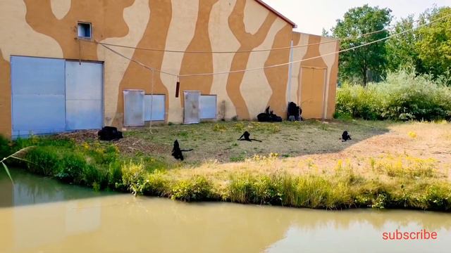 Safaripark Beekse Bergen #vlog/حديقة الحيوان هولندا смотреть онлайн