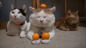 Без кота, жизнь не та! Суперспокойные коты.
