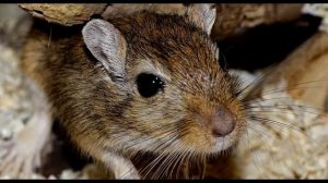 Избавилась от мышей за 1 раз! Рабочий способ Как избавиться от мышей За 1 раз!