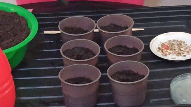 Как сеять календулу(ноготки) на рассаду смотреть онлайн