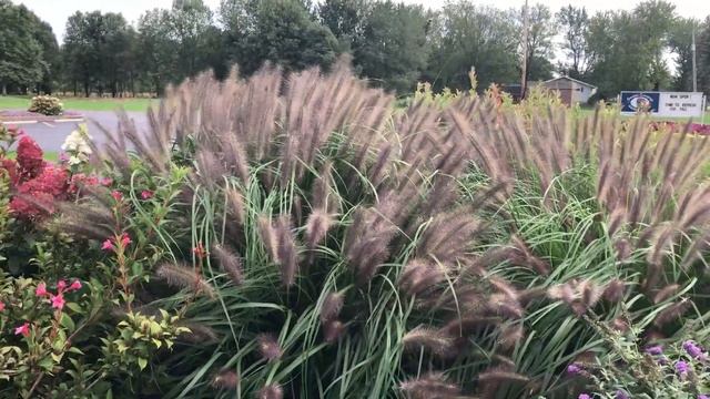 Pennisetum 'Red Head' Grass | www.gardencrossings.com смотреть онлайн