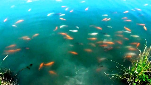 Китайские карпы в Сибири,!!! смотреть онлайн