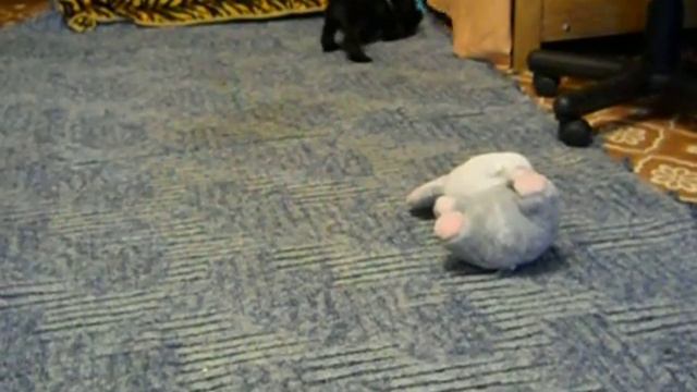 Игры щенков / Miniature Schnauzer puppies 1.5 month playing смотреть онлайн