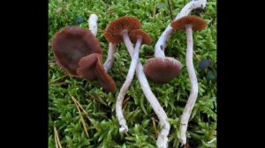 Cortinarius tortuosus