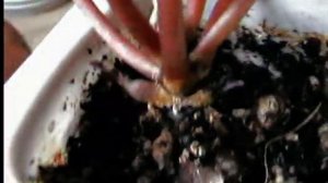 Цикламен"Виктория" и "Хайнс" посев 13.03.216.