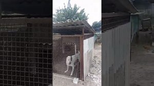 Алабай! Охрана в своём дворе.