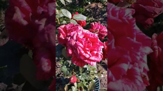 Ред Интуишн чайно-гибридные #розы мои #цветы #сад смотреть онлайн
