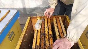 Что теперь делать с пчелами? Нельзя открывать ульи до апреля!