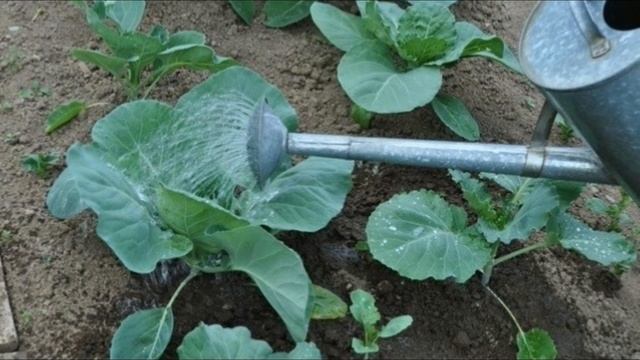 В чем нуждается капуста в период интенсивного роста смотреть онлайн