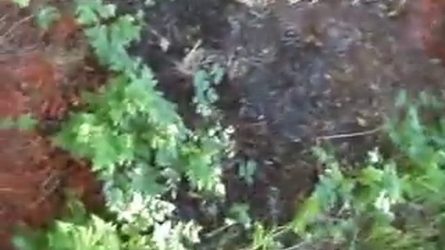 Berry Garden in Western New York - Blueberries Turning Blue, Planning for Grandma смотреть онлайн