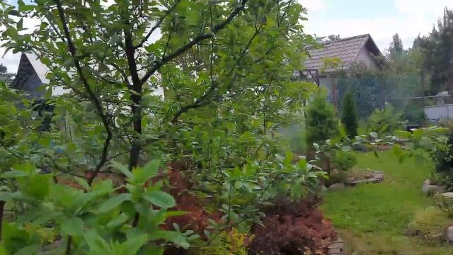 Мой любимый сад? 9 июня 2022?Хосты? Цветет вейгела и рододендроны?Бульденеж? смотреть онлайн