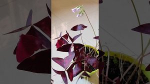 Oxalis triangularis, How to take care at home